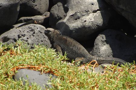 11_Galapagos_San Cristobal_morski iguana01.jpg