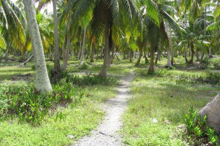 15_Rangiroa_palme01.jpg