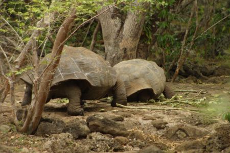 11_Galapagos_San Cristobal_Galapaguera zelva03.jpg