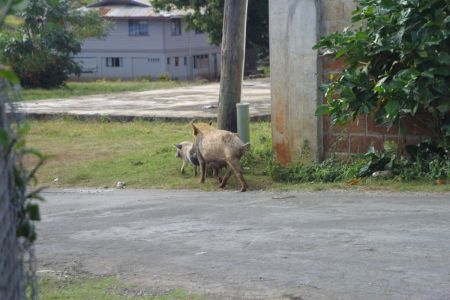 21_Tonga_Neiafu_prasici na cesti02.jpg