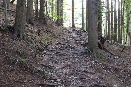 Kriška gora - po koreninah.jpg