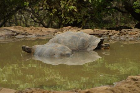 11_Galapagos_San Cristobal_Galapaguera zelva06.jpg