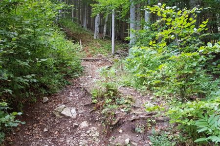 Kriška gora - začetek korenin.jpg
