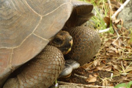 11_Galapagos_San Cristobal_Galapaguera zelva04.jpg