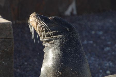 11_Galapagos_Baquerizo Moreno_morski levi05.jpg