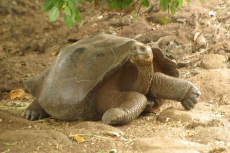 11_Galapagos_San Cristobal_Galapaguera zelva07.jpg