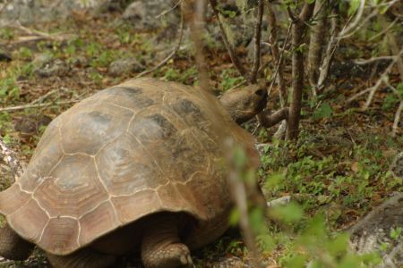 11_Galapagos_San Cristobal_Galapaguera zelva05.jpg