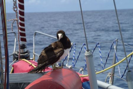 02_Trinidad Aruba_Kormoran pociva na dinghyju01.jpg