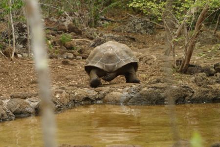 11_Galapagos_San Cristobal_Galapaguera zelva02.jpg