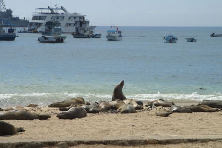 11_Galapagos_Baquerizo Moreno_morski levi01.jpg