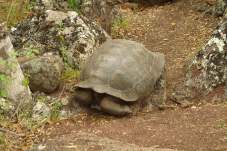 11_Galapagos_San Cristobal_Galapaguera zelva01.jpg