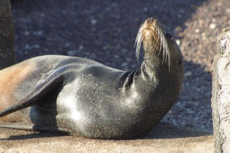 11_Galapagos_Baquerizo Moreno_morski levi04.jpg